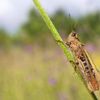 Common Green Grasshopper 3 